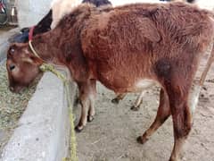 cross wachi+ pachar cow