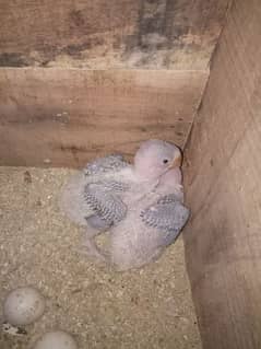 piegon chick pair for sale