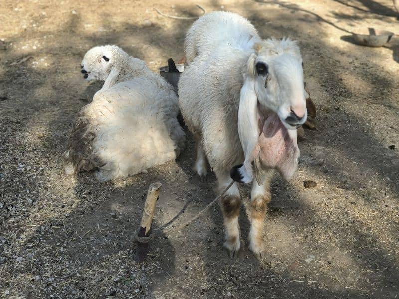 Bakra, wahra, sheeps and goats 14