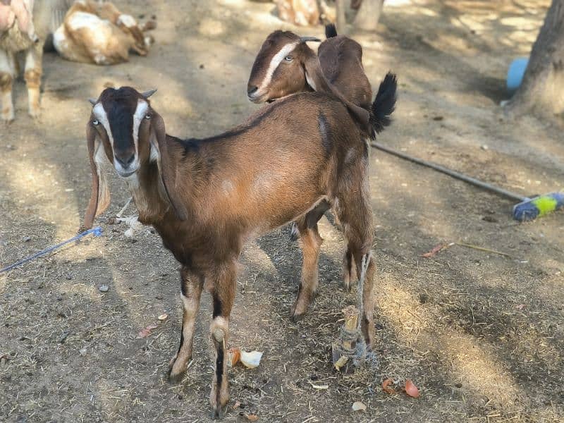 Bakra, wahra, sheeps and goats 15