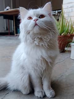 Persian White Male Cat