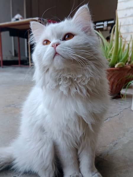 Persian White Male Cat 1