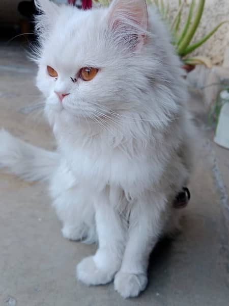 Persian White Male Cat 2