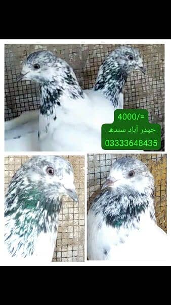 pigeons piars   03332648435 6