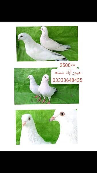 pigeons piars   03332648435 10