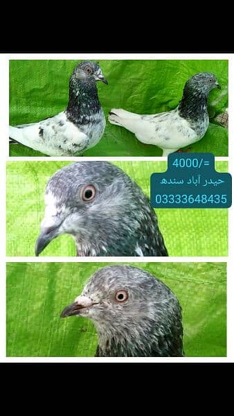 pigeons piars   03332648435 2