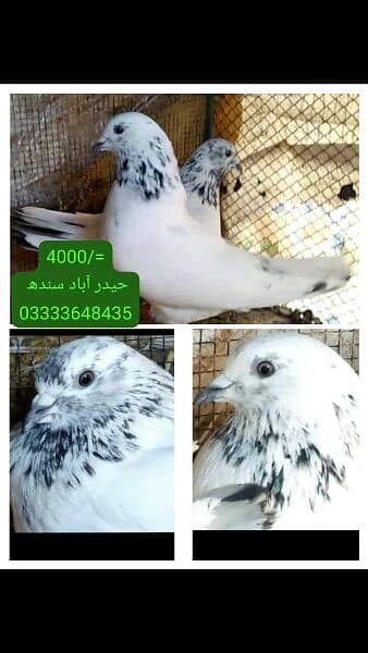 pigeons piars   03332648435 12