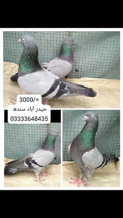 pigeons piars   03332648435