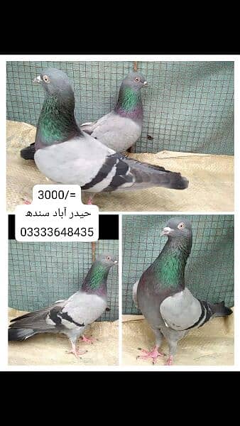 pigeons piars   03332648435 3