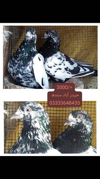 pigeons piars   03332648435 8