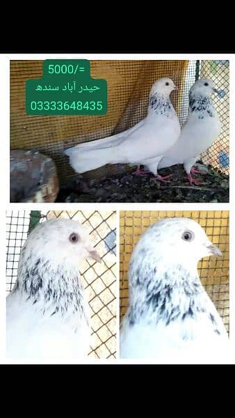 pigeons piars   03332648435 4