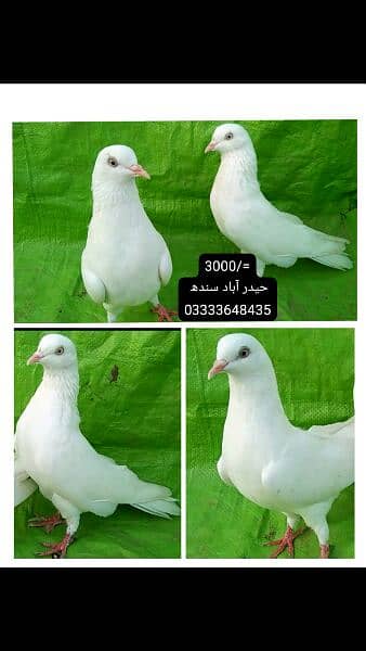 pigeons piars   03332648435 13