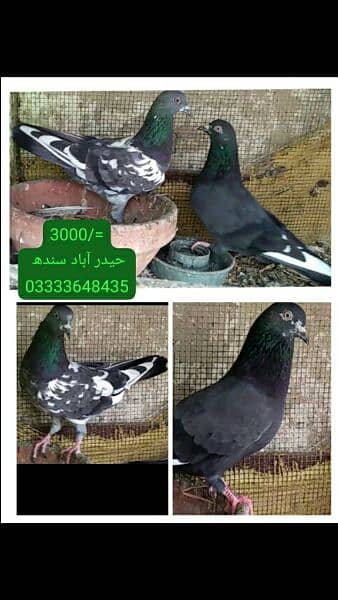 pigeons piars   03332648435 14