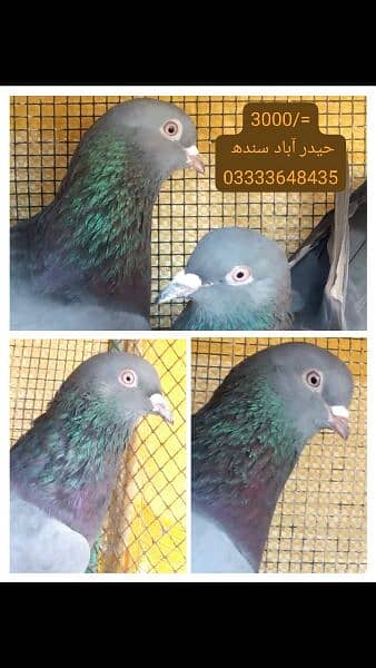 pigeons piars   03332648435 9