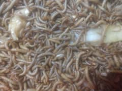 Fresh Mealworms available