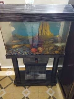 aquarium with fish 0