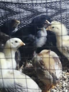 fancy hen and aseel chicks (03047369155) whatsapp