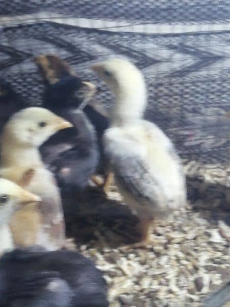 aseel chicks (03047369155) whatsapp 7