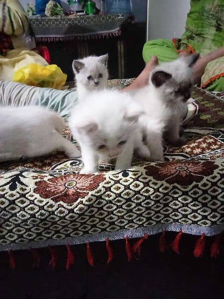 Triple coated Baby cats 5