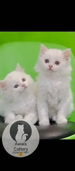 Persian kitten available 03247627801 only WhatsApp