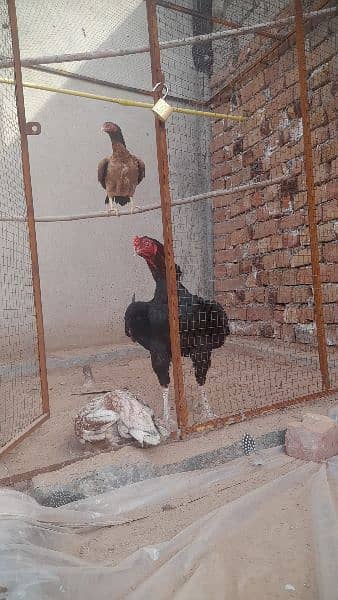 out class aseel chick's and eggs available 10
