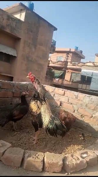 out class aseel chick's and eggs available 11