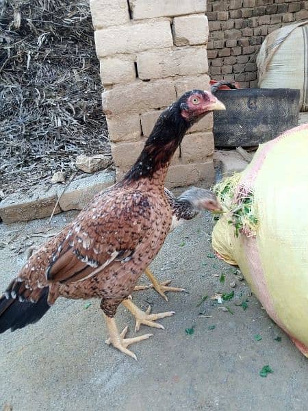 out class aseel chick's and eggs available 11