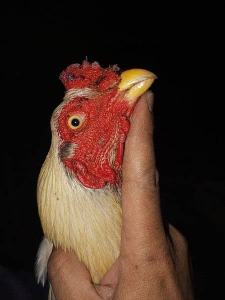 out class aseel chick's and eggs available 12