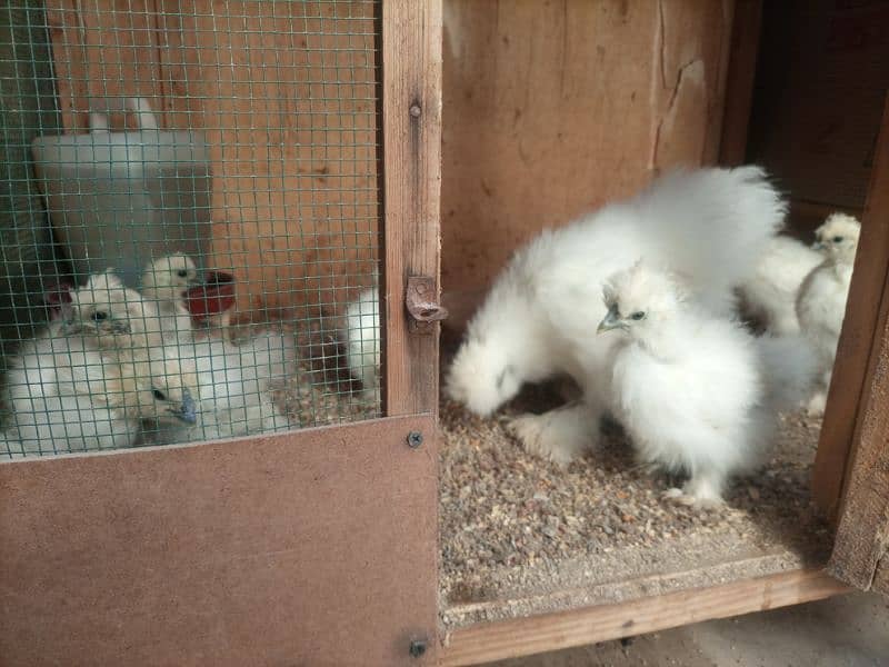 White Silkie Chicks 3