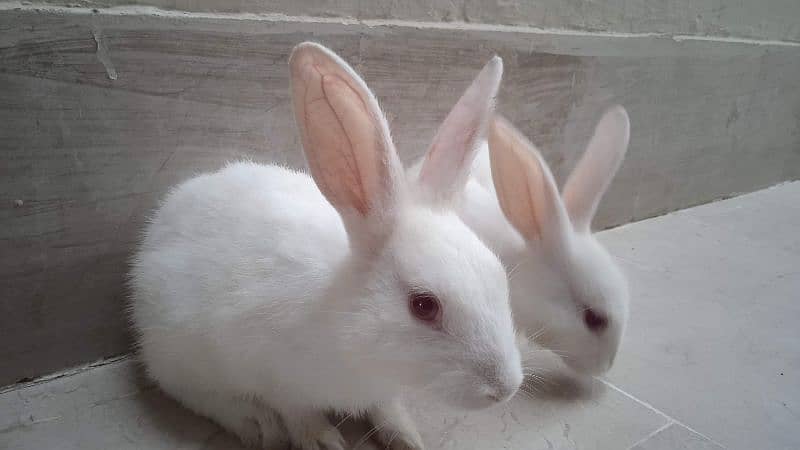 Cutest Rabbit Bunny for Sale 1
