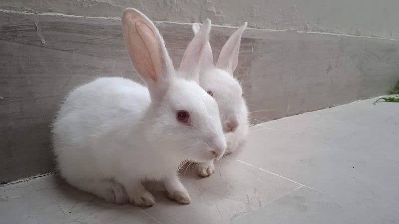 Cutest Rabbit Bunny for Sale 2