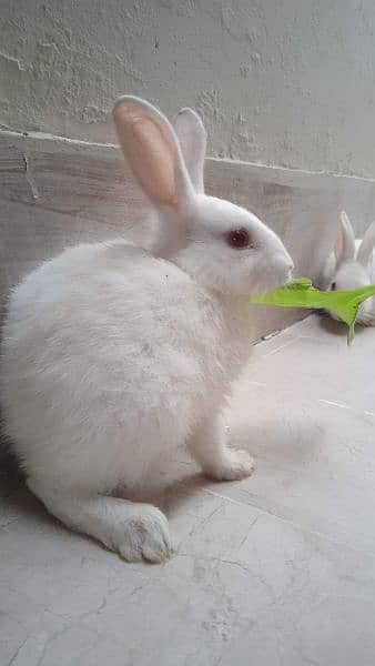 Cutest Rabbit Bunny for Sale 5