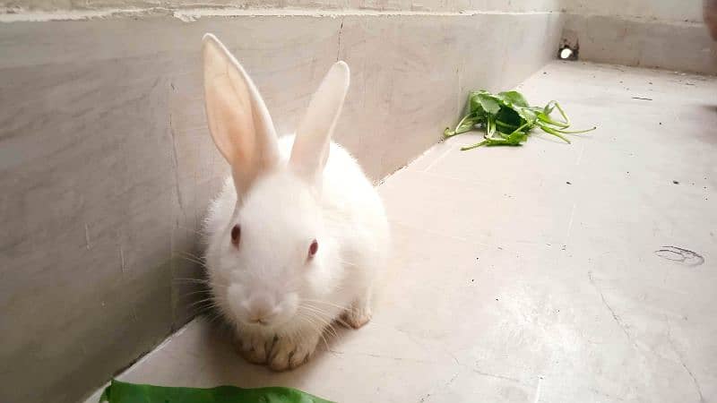Cutest Rabbit Bunny for Sale 7