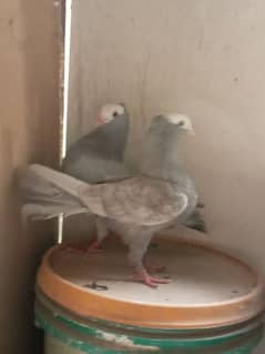 Silver Mukhi / mokhi fancy pigeon / kabootar