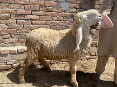 Healthy Size Sheep (kajla Lela ) for qurbani 0