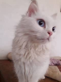 White Persian Cat For Sell 0