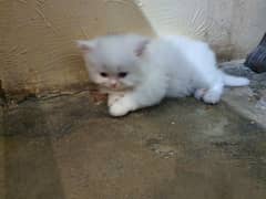 persian cat kitten for sale tripple coated 6 kids avail