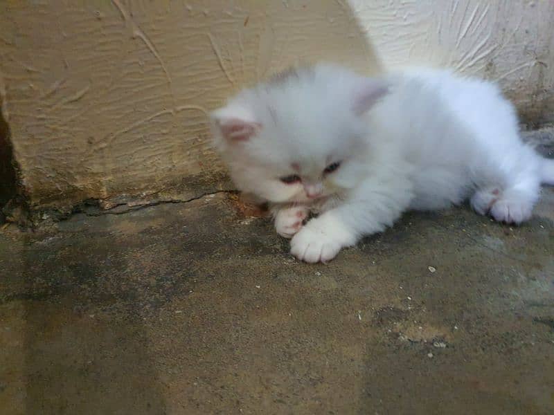 persian cat kitten for sale tripple coated 6 kids avail 1