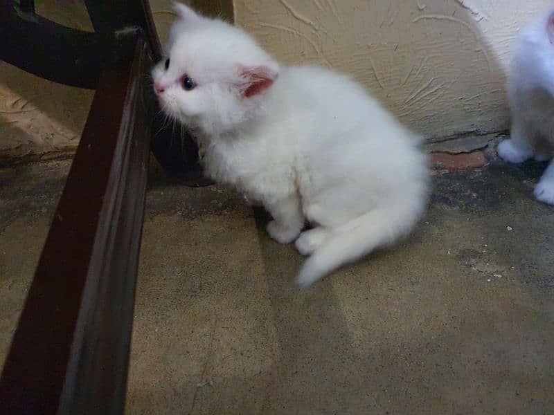 persian cat kitten for sale tripple coated 6 kids avail 6