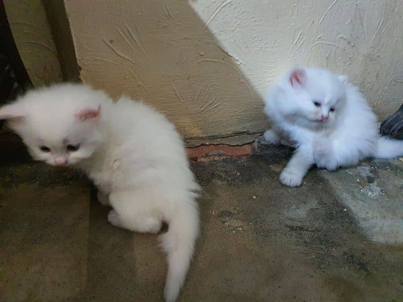 persian cat kitten for sale tripple coated 6 kids avail 8