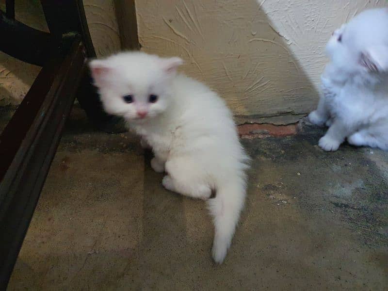 persian cat kitten for sale tripple coated 6 kids avail 9