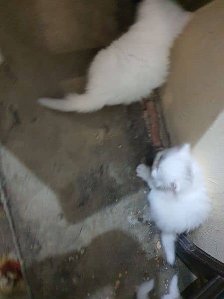 persian cat kitten for sale tripple coated 6 kids avail 10