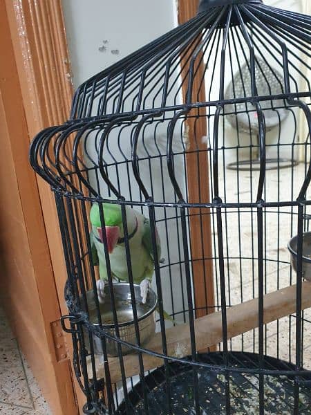 Raw parrot with cage 2
