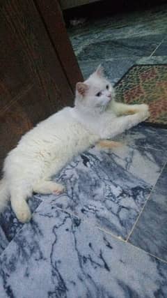White Cat For Sale 12000