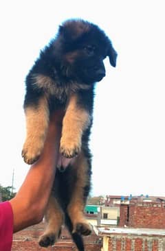 beautiful German Shepherd long coat puppy