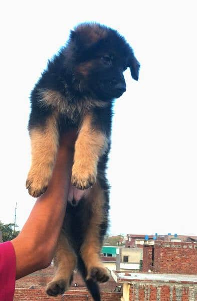 beautiful German Shepherd long coat puppy 0