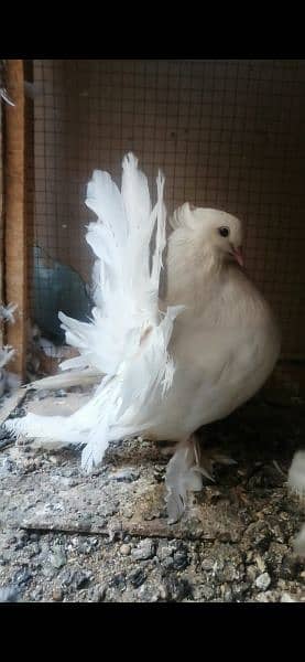 American Singapori Fantail Breeder Pair 0