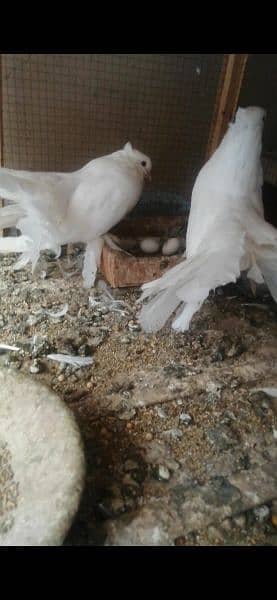 American Singapori Fantail Breeder Pair 2