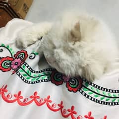 White Fancy cat for sale femail