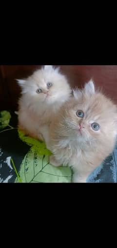 persian kitten , punch face persian kitten